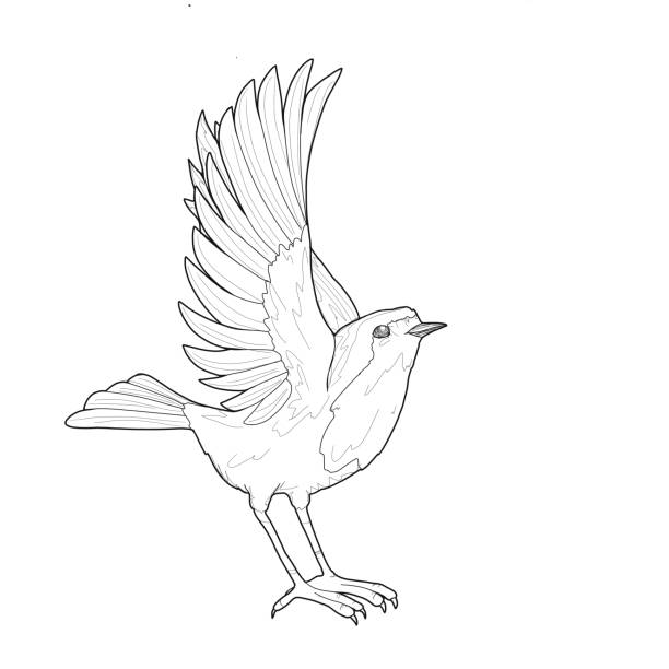 illustrations, cliparts, dessins animés et icônes de oiseau robin graphique aux ailes déployées - birdsong bird one animal flying