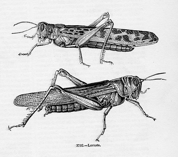 locusts - locust two animals insect pest stock illustrations