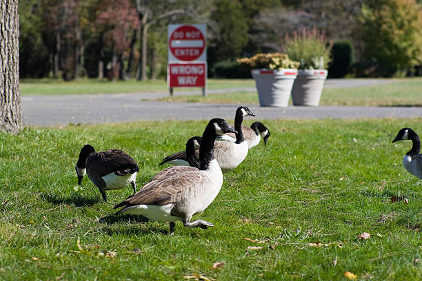 a flock of geese relaxing in the grass - endollarsmynt kanadensiskt mynt bildbanksfoton och bilder