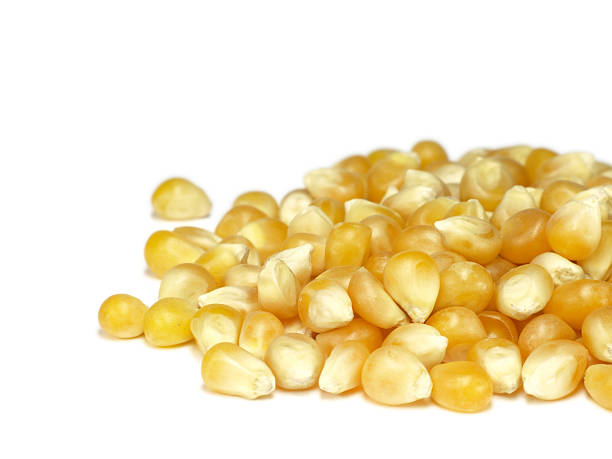 istock close up of corn isolated on white 173763090
