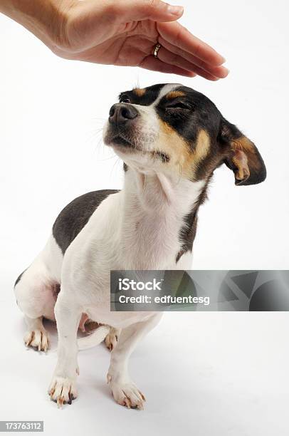 Perro De Asistencia Foto de stock y más banco de imágenes de Acariciar a un animal - Acariciar a un animal, Amor - Sentimiento, Animal