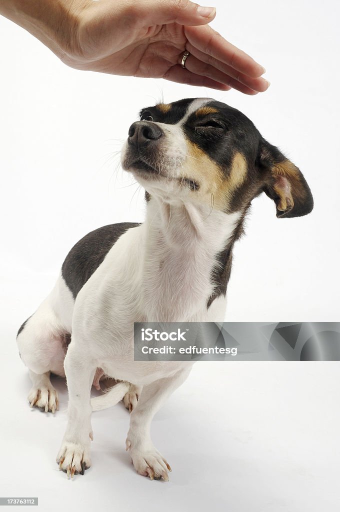 Dog care Caring hand over little lap do.(Nikon D300) Animal Stock Photo