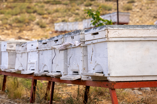 Honey in its most natural state - freshly produced.