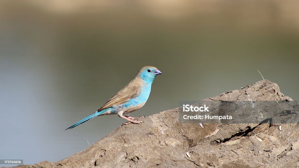 Blue Waxbill-lindos pássaros e cores da África - Foto de stock de Azul royalty-free