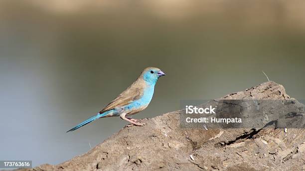 Foto de Blue Waxbilllindos Pássaros E Cores Da África e mais fotos de stock de Azul - Azul, Animais de Safári, Animal selvagem