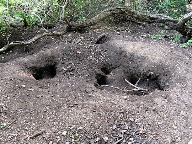 Komodo dragon, Varanus komodoensis Komodo dragon, Varanus komodoensis, nest holes for laying eggs,  Komodo Indonesia, March 2011 monitor lizard stock pictures, royalty-free photos & images