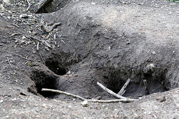 Komodo dragon, Varanus komodoensis, nest holes for laying eggs,  Komodo Indonesia, March 2011