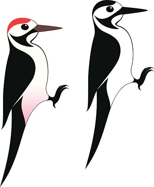 Woodpecker Woodpecker (EPS) + ZIP - alternate file (CDR) dendrocopos major stock illustrations