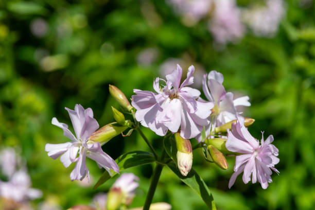 istock Wild sweet William (saponaria officinalis) flowers 1737640767