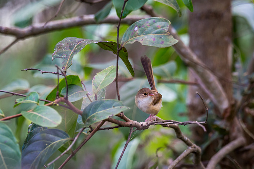 One Female Red-backed fairywren sitting on Branch in a Tree, Queensland, Australia.