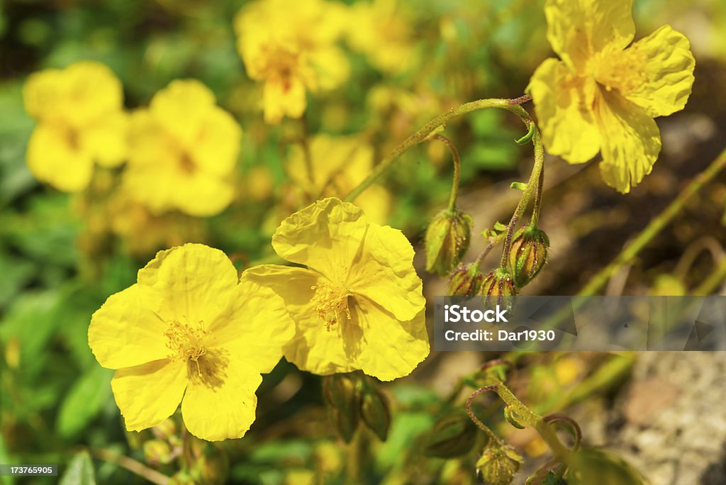 rock rose - Foto de stock de Amarelo royalty-free