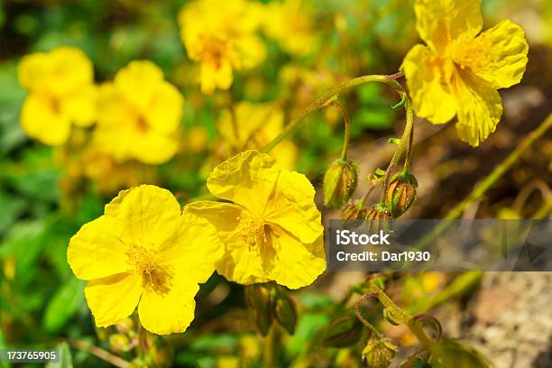 Foto de Rock Rose e mais fotos de stock de Amarelo - Amarelo, Ambrósia Americana, Arbusto