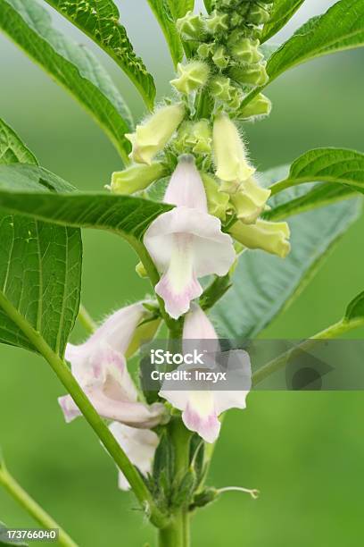 Flor De Sésamo - Fotografias de stock e mais imagens de Ao Ar Livre - Ao Ar Livre, Biologia, Campo agrícola