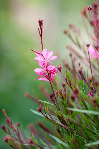 Gaura lindheimeri, Gaudi Pink, Butterfly gaura with green leaves, stem and branches, blurred background