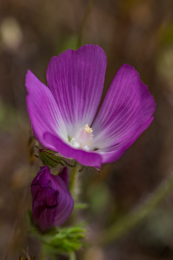 Sidalcea diploscypha is a species of flowering plant in the mallow family known by the common name fringed checkerbloom. It is endemic to California, where it grows in the woodlands and valleys of the central part of the state. Sonoma Mountain Preserve, Sonoma County, California.