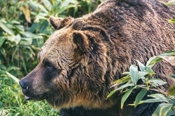 istock Closeup of Higuma or Brown bear 1737673291