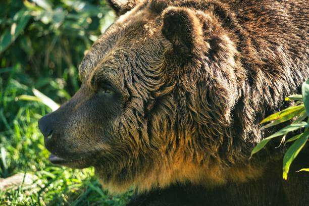 istock Closeup of Higuma or Brown bear 1737673303