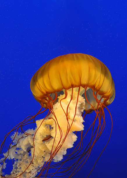 медуза портрет - box jellyfish стоковые фото и изображения