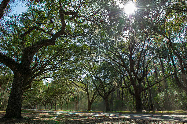 istock Mile Of Oak Trees 173767572