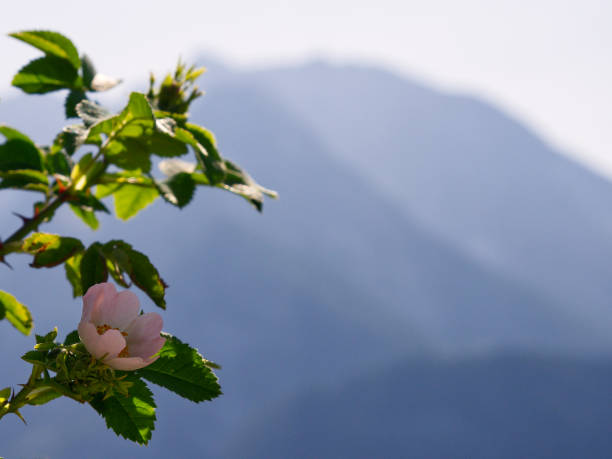 Rose flower plant with mountain range background copy space