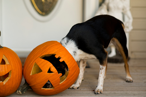 Cute pet dog with black and white fur has her head inside a sideways carved jack-o-lantern pumpkin for Halloween on the front deck of the house. The pumpkin is carved with a toothy smile.