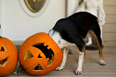 Pet Dog Inside Pumpkin