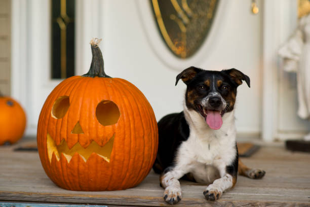 istock Dog and Halloween Pumpkin 1737681448