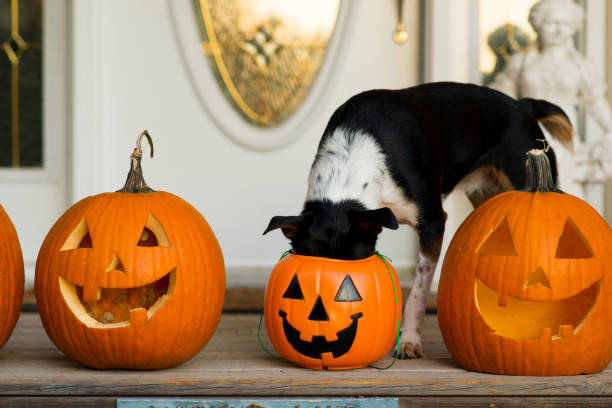 istock Dog Searching for Halloween Treats 1737681451