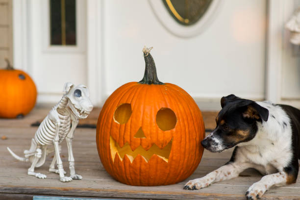 Closeup of a cute pet dog who is laying down on the front porch of a suburban home on Halloween evening next to a carved orange jack-o-lantern pumpkin and looking over at a skeleton dog decoration.