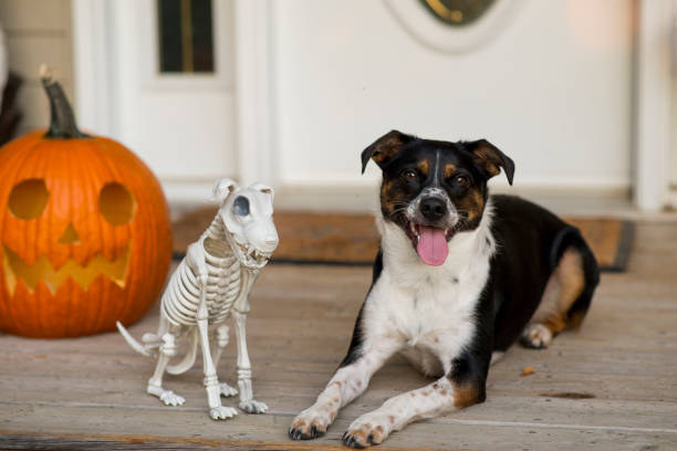 Dog and Halloween Skeleton Dog