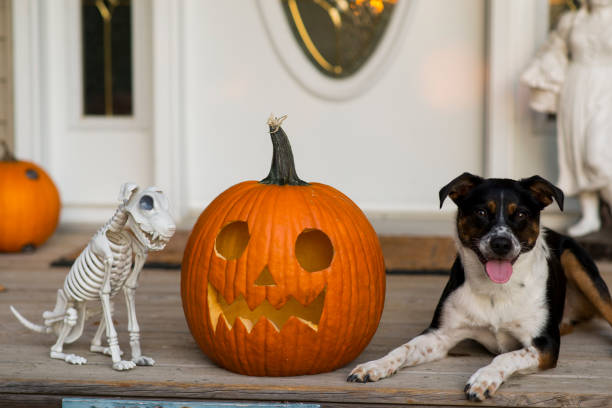 istock Pet Dog and Halloween Dog 1737681459