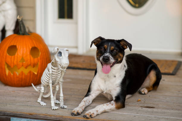 istock Cute Pet Dog and Her Skeleton Friend 1737681460