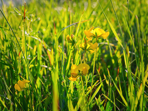 Lotus corniculatus flowers close up in countryside meadow