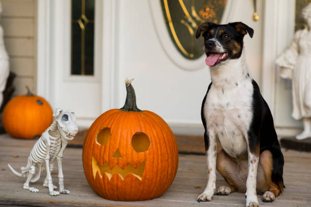 istock Pet Dog and Halloween Decorations 1737682006