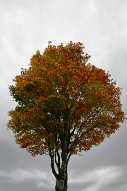 A maple tree with autumn leaves growing tall and straight under a gray sky
