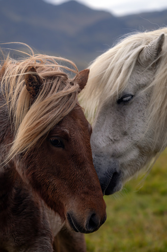 Two horses touching with love
