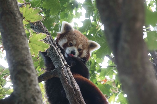a red panda or lesser panda in an animal park with trees