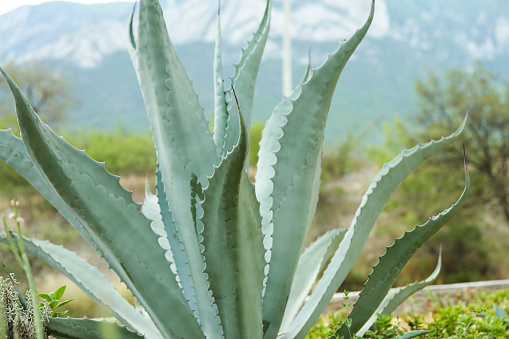 Aloe Vera farm in Fuerteventura, Canary Islands\n\nGreen Aloe vera in bloom.
