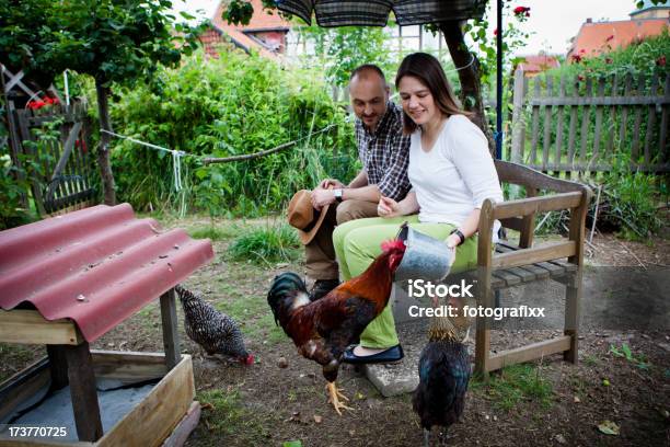 Casal Fontes De Frango E De Galos - Fotografias de stock e mais imagens de Adulto - Adulto, Agricultura, Alemanha