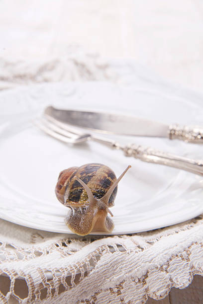istock Lunch of Snails 173770757