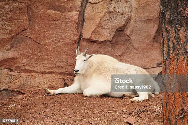 Foto de Cabra Montês Oreamnos Americanus e mais fotos de stock de Animal selvagem - Animal selvagem, Cabra das Montanhas Rochosas, Cornudo
