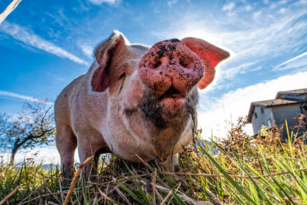 istock Close-up of a pig from below 1737709918