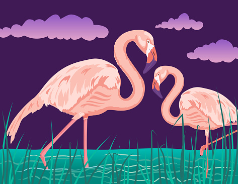 Standing Flamingos In The Water
