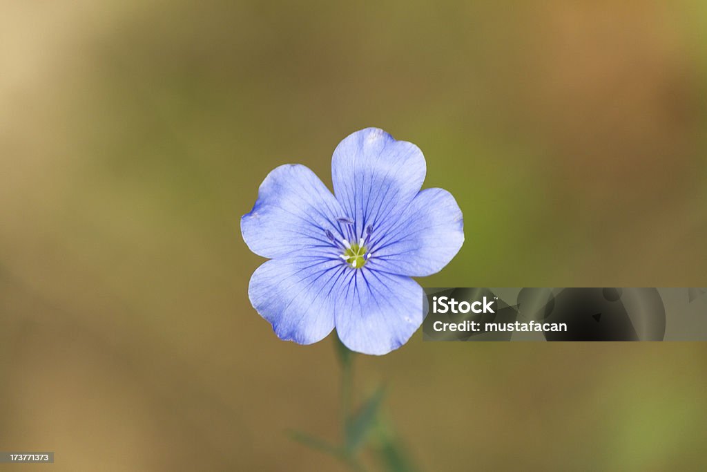 美しいブルーの野生の花 - まぶしいのロイヤリティフリーストックフォト