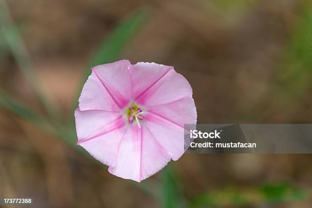 Bellissima Viola Fiore Selvaggio - Fotografie stock e altre immagini di Ambientazione esterna - Ambientazione esterna, Bellezza naturale, Bocciolo
