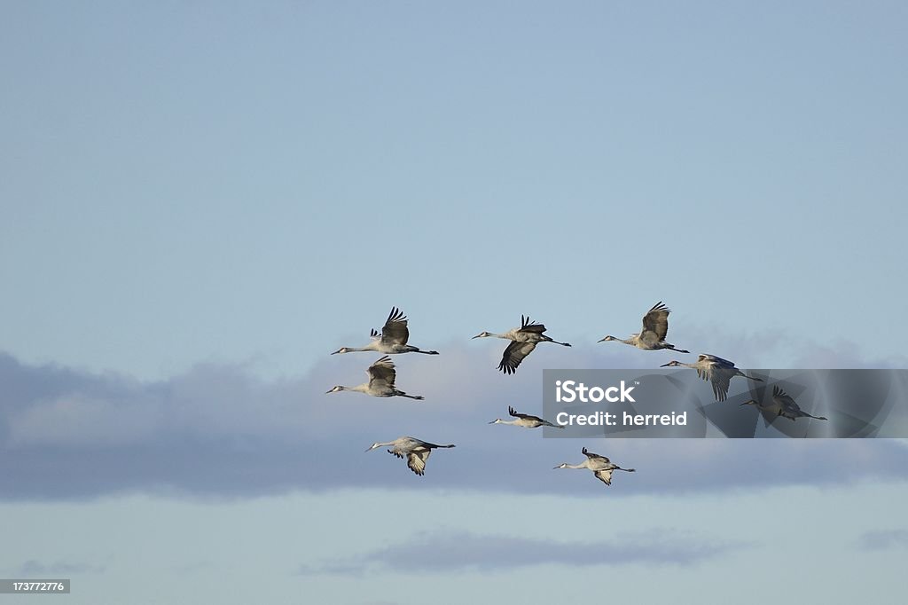 Grupo de Sandhill Cranes en vuelo - Foto de stock de América del norte libre de derechos