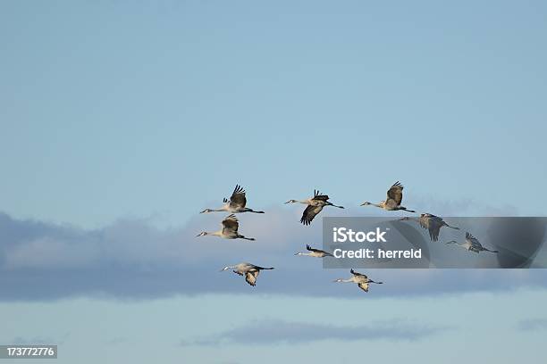 Grupo De Sandhill Cranes En Vuelo Foto de stock y más banco de imágenes de América del norte - América del norte, Animal, Cielo