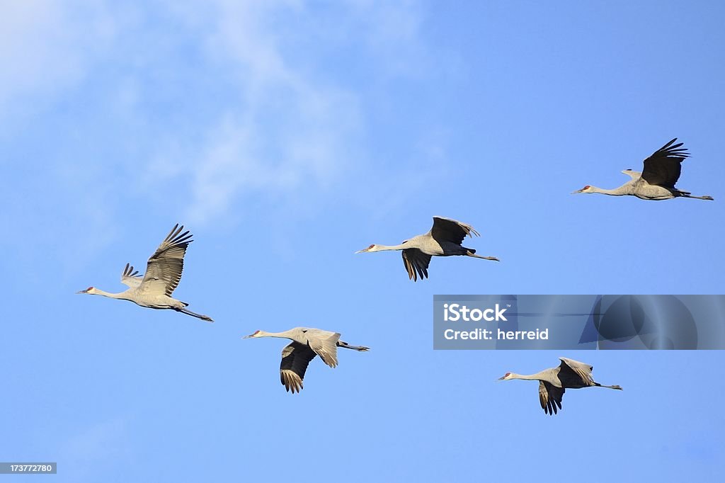 Sandhill Gru in volo - Foto stock royalty-free di America del Nord