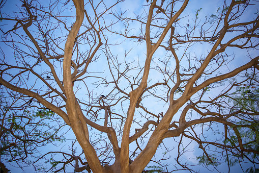 Autumn's Elegance: Dry Tree Branch Silhouette against Blue Sky