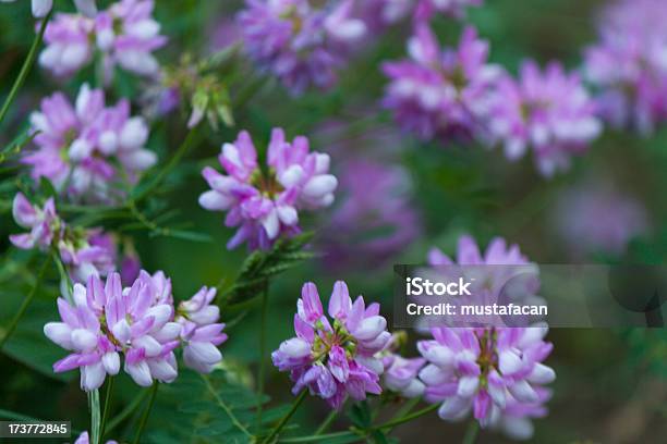 Beatiful Liloac Flores Silvestres - Fotografias de stock e mais imagens de Ao Ar Livre - Ao Ar Livre, Beleza natural, Cabeça de Flor
